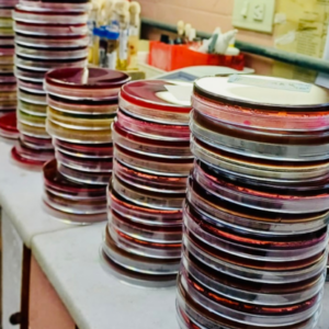 Bacteriología y micología clínica aplicada en laboratorios de baja y mediana complejidad